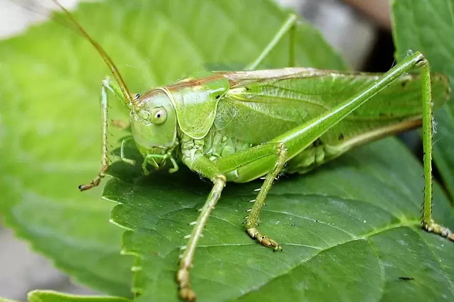Glücksbringer - Cricket